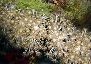 Xenia_umbellata.jpg