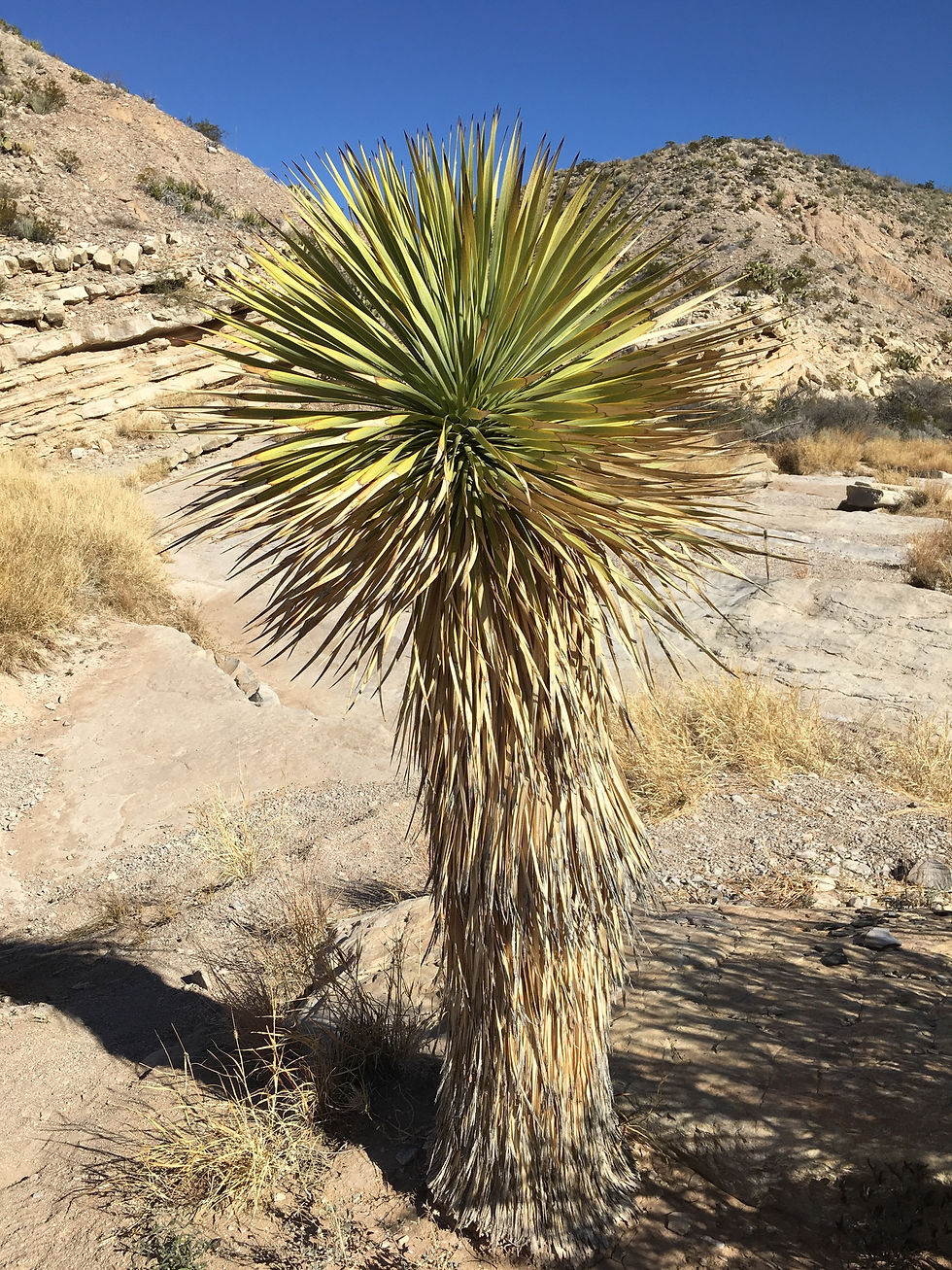 Miniaturbild: Yucca rostrata