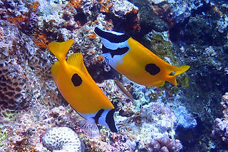 (c) kuroshio_edited.jpg