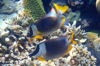 (c) margot_oorebeek_edited.jpg