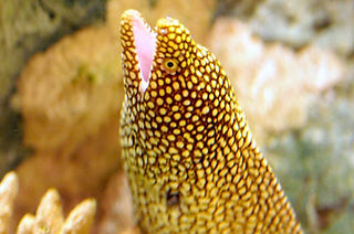 Gymnothorax mordax_edited.jpg
