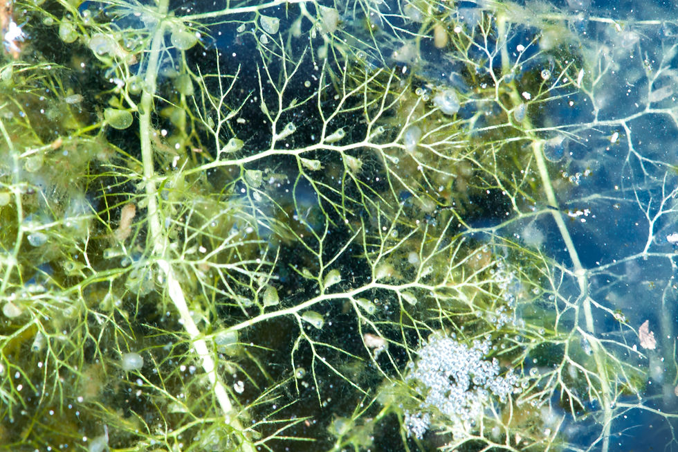 Miniaturbild: Wasserschlauch (Utricularia vulgaris)