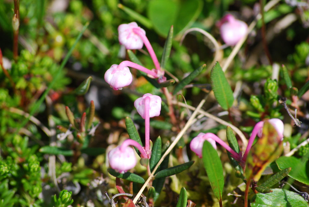 Rosmarinheide (Andromeda polifolia)