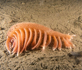 Pennatula phosphorea (c) Viktor V_edited