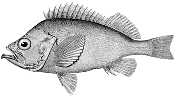 Rose_fish_edited.png