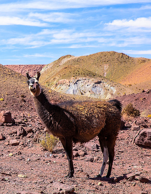 (c) xavierpiron_edited_edited.jpg