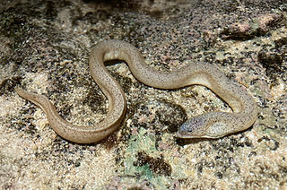 Uropterygius micropterus (c) Jack Christie.jpg