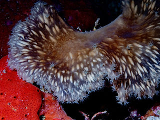Sinularia brassica (c) caleidoskopable.jpg