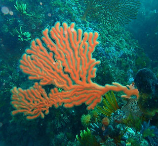 Eunicella tricoronata (c) Peter Southwood.jpg