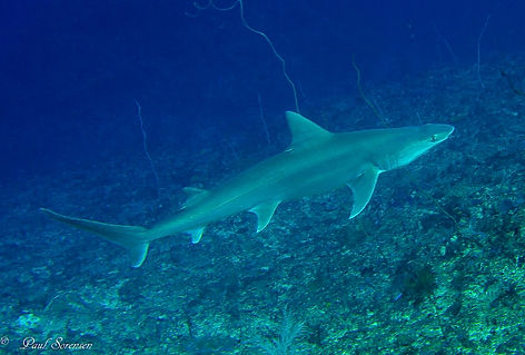 Hemipristis elongata (c) Paul Sorensen_e