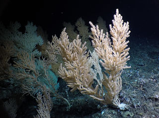 Primnoa pacifica (c) Fisheries and Oceans Canada.jpg