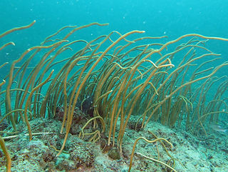 Junceella fragilis (c) Anne Hoggett.jpg