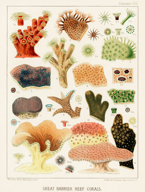 Illustration_from_The_Great_Barrier_Reef_of_Australia_(1893)_by_William_Saville-Kent_from_rawpixel's_own_original_publication_00009.jpg