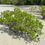 Miniaturbild: Graue Mangrove (Avicennia marina)
