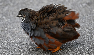 (c) Jade Neo GC 2.jpeg