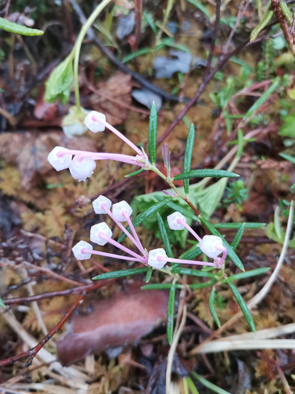 Miniaturbild: Rosmarinheide (Andromeda polifolia)