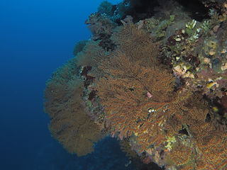 Villogorgia nozzolea (c) Dennis Rabeling