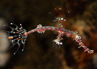 Solenostomus paradoxus (c) Francois Libe