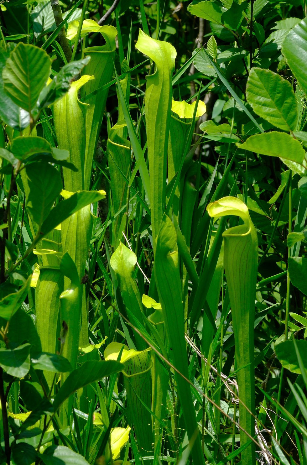 Miniaturbild: Blasse Schlauchpflanze (Sarracenia alata)