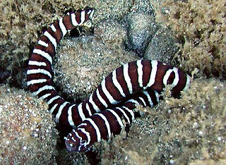 Gymnomuraena zebra Zebramuräne.jpg