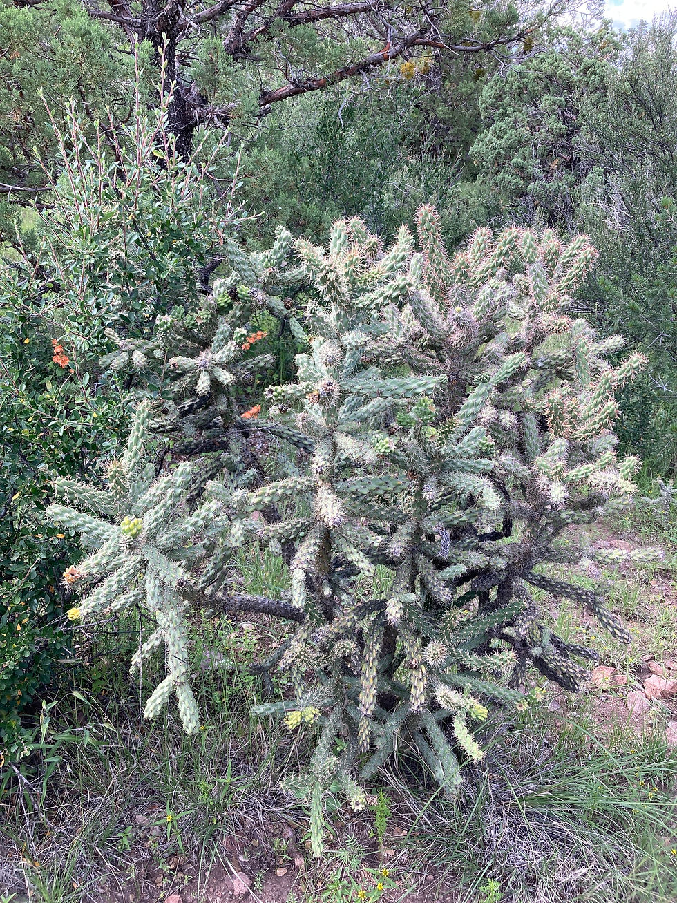 Miniaturbild: Cylindropuntia imbricata