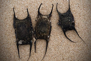 Amblyraja radiata (c) Martin Bergman_edi