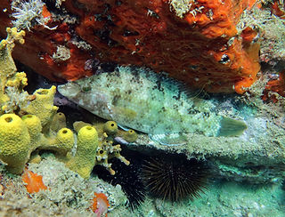 (c) Xavier Rufray.jpg