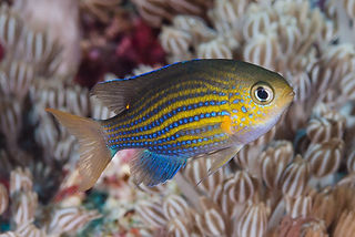 Pycnochromis lineatus (c) Francois Libert.jpg