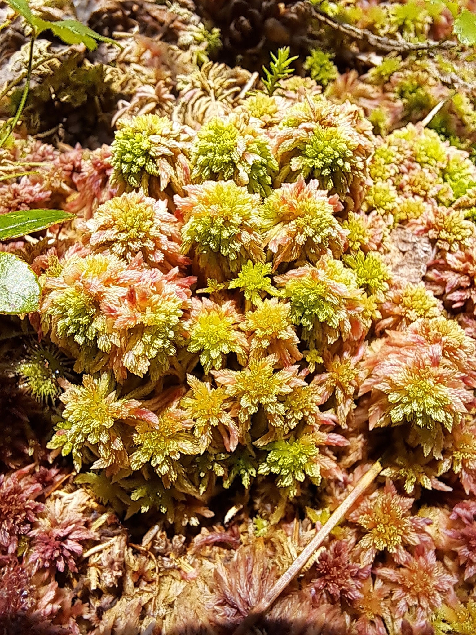 Hain-Torfmoos (Sphagnum capillifolium)