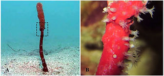 Stragulum bicolor 2_edited.jpg