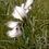 Miniaturbild: Schmalblättriges Wollgras (Eriophorum angustifolium)