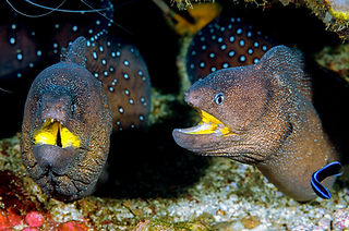 Gymnothorax nudivomer Gelbmaulmuräne © Francois Libert.jpg