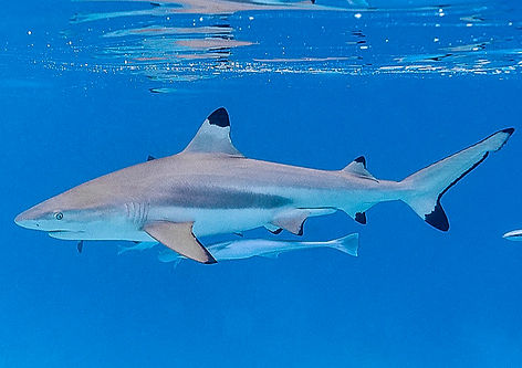 (c) Francois Libert_edited.jpg