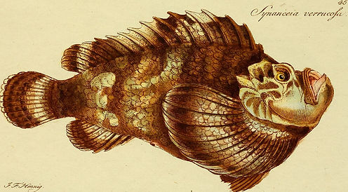 M.E._Blochii_Systema_ichthyologiae_iconibus_CX_illustratum_(1801)_(14766409395).jpg