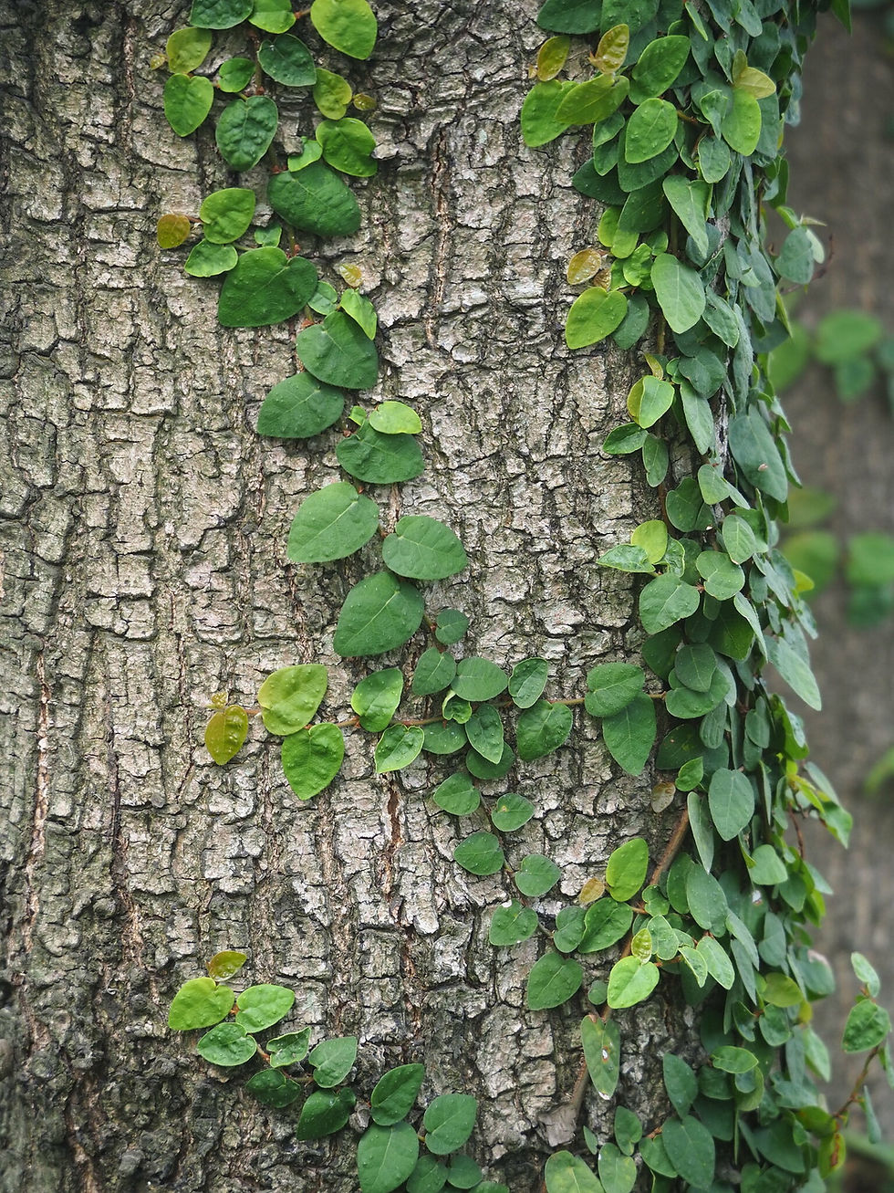 Miniaturbild: Kletterfeige (Ficus pumila)