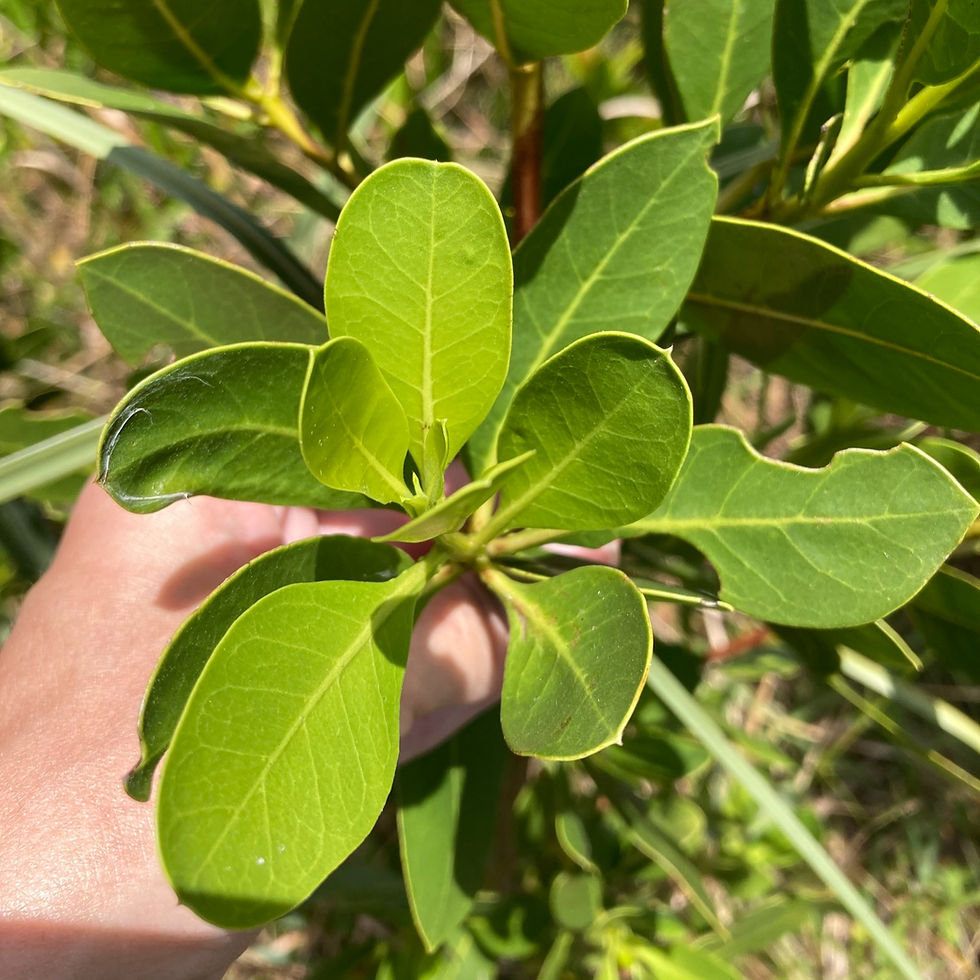Miniaturbild: Knopfmangrove (Conocarpus erectus)