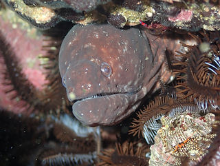 Uropterygius versutus (c) fernando0c.jpg