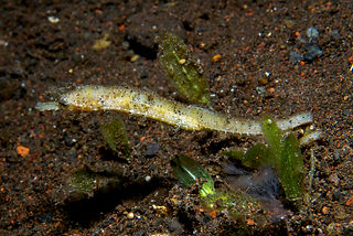 Acentronura breviperula (c) uwkwaj_edite