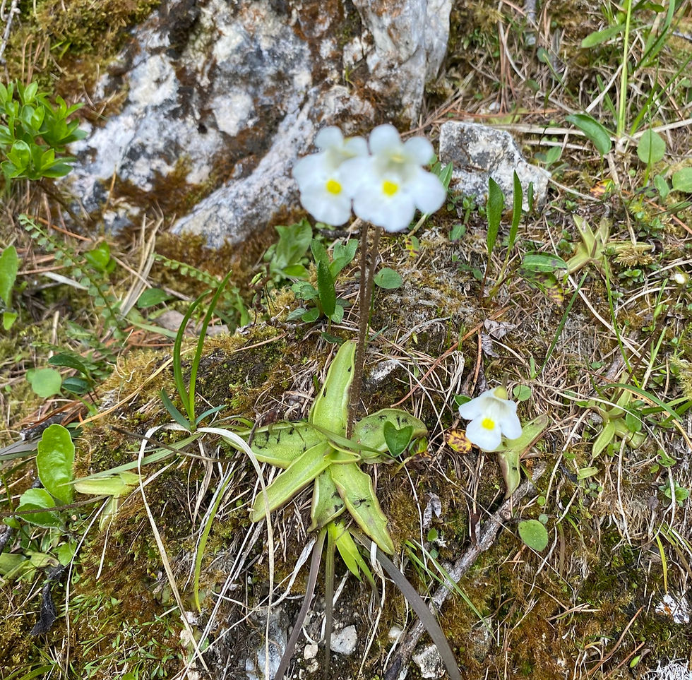 Miniaturbild: Alpen-Fettkraut (Pinguicula alpina)