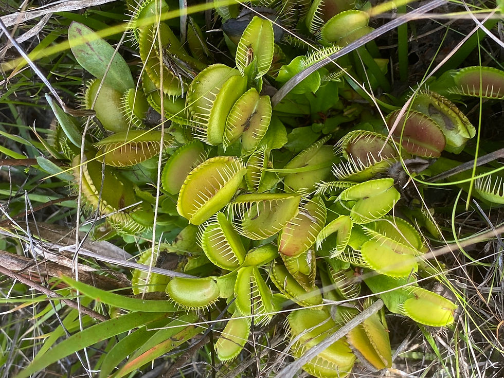 Miniaturbild: Venusfliegenfalle (Dionaea muscipula)