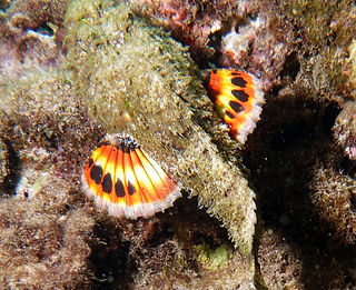 (c) sea-kangaroo_edited.jpg