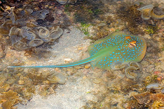 (c) budak_edited.jpg