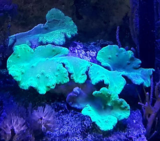 Grüne Sinularia brassica in unserer Aqua