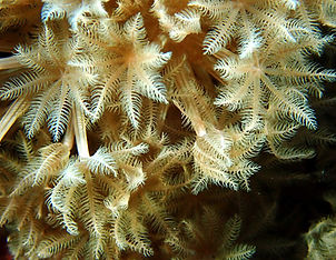 Unomia stolonifera (c) leliebre23.jpg