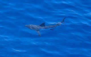 (c) Leo de la Rosa_edited.jpg