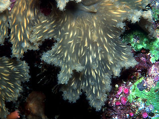 Sinularia brassica (c) uwkwaj2.jpg