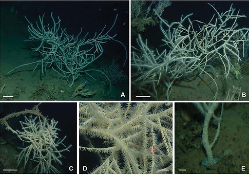 b81dcbf3-15ff-49ae-993b-ea2fea6b8241_edi