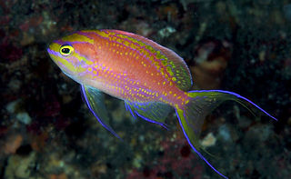 Tosanoides filamentosus.jpg