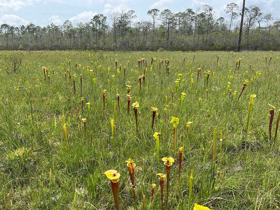 Miniaturbild: Gelbe Schlauchpflanze (Sarracenia flava)