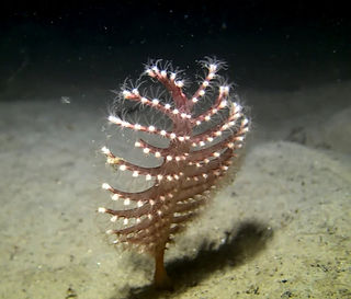 Pennatula phosphorea (c) Emil B_edited.j